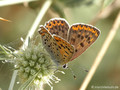 Brauner Feuerfalter (Lycaena tityrus), Weibchen - DE (NI)