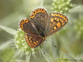Brauner Feuerfalter (Lycaena tityrus), Weibchen - DE (NI)