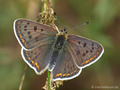 Brauner Feuerfalter (Lycaena tityrus), Männchen - DE (NI)