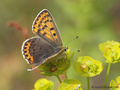 Brauner Feuerfalter (Lycaena tityrus), Weibchen - DE (NI)