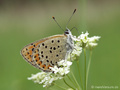 Brauner Feuerfalter (Lycaena tityrus), Weibchen - DE (NI)