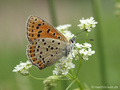 Brauner Feuerfalter (Lycaena tityrus), Weibchen - DE (NI)