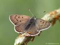 Brauner Feuerfalter (Lycaena tityrus), Männchen - DE (NI)