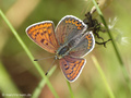 Brauner Feuerfalter (Lycaena tityrus), Weibchen - DE (NI)