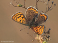 Brauner Feuerfalter (Lycaena tityrus), Weibchen - DE (NI)