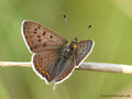 Brauner Feuerfalter (Lycaena tityrus), Männchen - DE (NI)