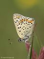 Brauner Feuerfalter (Lycaena tityrus), Männchen - DE (NI)