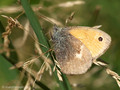 Kleines Wiesenvögelchen (Coenonympha pamphilus) - DE (SH)