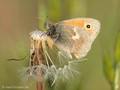 Kleines Wiesenvögelchen (Coenonympha pamphilus) - DE (MV)