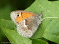 Kleines Wiesenvögelchen (Coenonympha pamphilus) - CH (Obwalden)