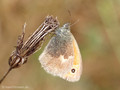 Kleines Wiesenvögelchen (Coenonympha pamphilus) - DE (MV)