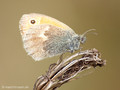 Kleines Wiesenvögelchen (Coenonympha pamphilus) - DE (MV)