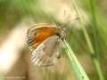 Kleines Wiesenvögelchen (Coenonympha pamphilus) - DE (MV)