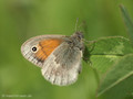Kleines Wiesenvögelchen (Coenonympha pamphilus) - DE (MV)