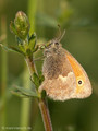 Kleines Wiesenvögelchen (Coenonympha pamphilus) - DE (MV)