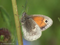 Kleines Wiesenvögelchen (Coenonympha pamphilus) - DE (MV)