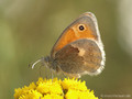 Kleines Wiesenvögelchen (Coenonympha pamphilus) - DE (NI)