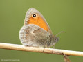 Kleines Wiesenvögelchen (Coenonympha pamphilus) - DE (NI)