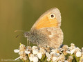 Kleines Wiesenvögelchen (Coenonympha pamphilus) - DE (NI)