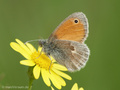 Kleines Wiesenvögelchen (Coenonympha pamphilus) - DE (NI)