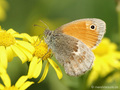 Kleines Wiesenvögelchen (Coenonympha pamphilus) - DE (NI)