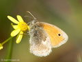 Kleines Wiesenvögelchen (Coenonympha pamphilus) - DE (NI)