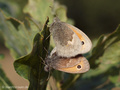 Kleines Wiesenvögelchen (Coenonympha pamphilus), Kopula - DE (NI)