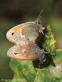 Kleines Wiesenvögelchen (Coenonympha pamphilus), Kopula - DE (NI)