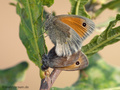 Kleines Wiesenvögelchen (Coenonympha pamphilus), Kopula - DE (NI)