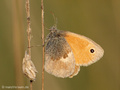 Kleines Wiesenvögelchen (Coenonympha pamphilus) - DE (NI)