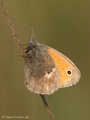 Kleines Wiesenvögelchen (Coenonympha pamphilus) - DE (NI)