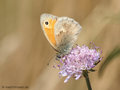 Kleines Wiesenvögelchen (Coenonympha pamphilus) - DE (MV)
