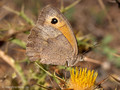 Großes Ochsenauge (Maniola jurtina), Weibchen - FR (Korsika, Balagne)