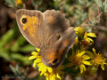 Großes Ochsenauge (Maniola jurtina), Weibchen - FR (Korsika, Balagne)
