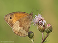 Großes Ochsenauge (Maniola jurtina), Weibchen - DE (HH)