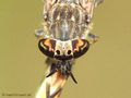 Regenbremse (Haematopota pluvialis), Weibchen - DE (NI)