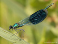 Gebänderte Prachtlibelle (Calopteryx splendens), Männchen - DE (SH)