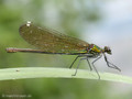 Gebänderte Prachtlibelle (Calopteryx splendens), Weibchen - DE (SH)