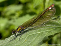 Gebänderte Prachtlibelle (Calopteryx splendens), Weibchen - DE (MV)