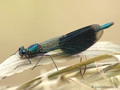 Gebänderte Prachtlibelle (Calopteryx splendens), Männchen - DE (NRW)