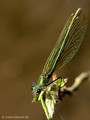 Gebänderte Prachtlibelle (Calopteryx splendens), Weibchen - DE (MV)