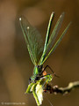 Gebänderte Prachtlibelle (Calopteryx splendens), Weibchen - DE (MV)