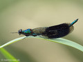 Gebänderte Prachtlibelle (Calopteryx splendens), Männchen - DE (NRW)