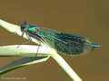 Gebänderte Prachtlibelle (Calopteryx splendens), Männchen - DE (NRW)