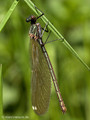 Gebänderte Prachtlibelle (Calopteryx splendens), frisch geschlüpftes, unausgefärbtes Weibchen - DE (MV)