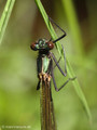 Gebänderte Prachtlibelle (Calopteryx splendens), frisch geschlüpftes, unausgefärbtes Weibchen - DE (MV)
