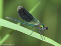 Gebänderte Prachtlibelle (Calopteryx splendens), Männchen - DE (NI)