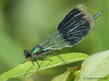 Gebänderte Prachtlibelle (Calopteryx splendens), Männchen - DE (NI)