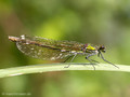 Gebänderte Prachtlibelle (Calopteryx splendens), Weibchen - DE (SH)