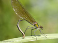 Gebänderte Prachtlibelle (Calopteryx splendens), Weibchen - DE (SH)